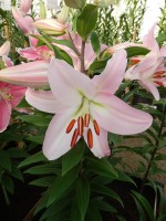 [4313 Pink News GA No102.JPG]